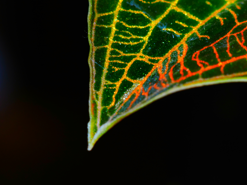 マコデス・ペトラ