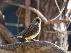 アオジ　石神井公園にて