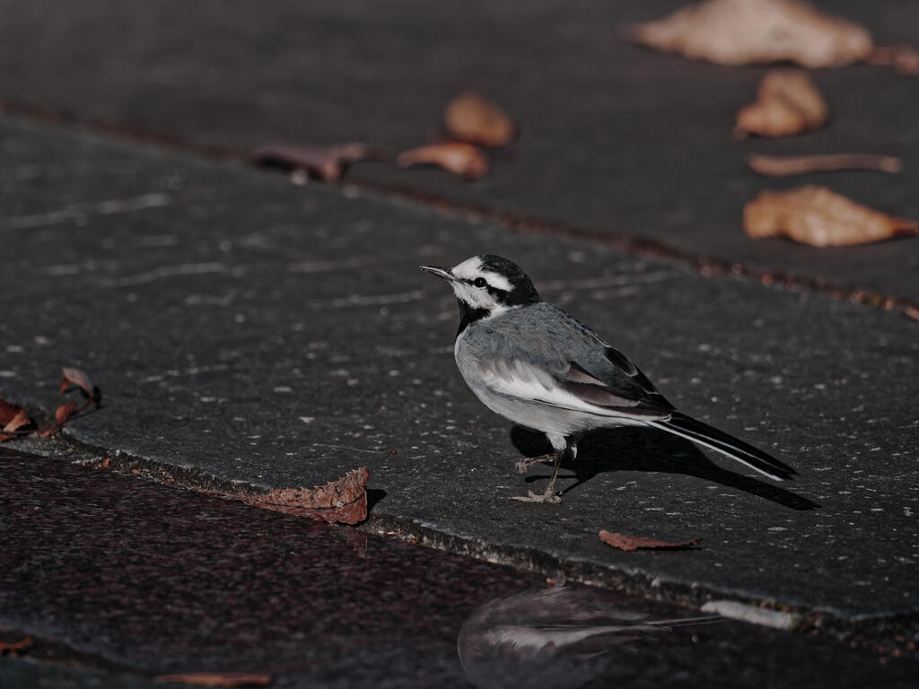 冬の装いは紅く
