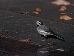 冬の装いは紅く