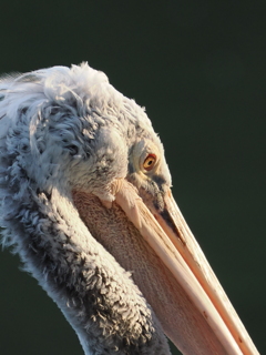 ホシバシペリカン_ - 