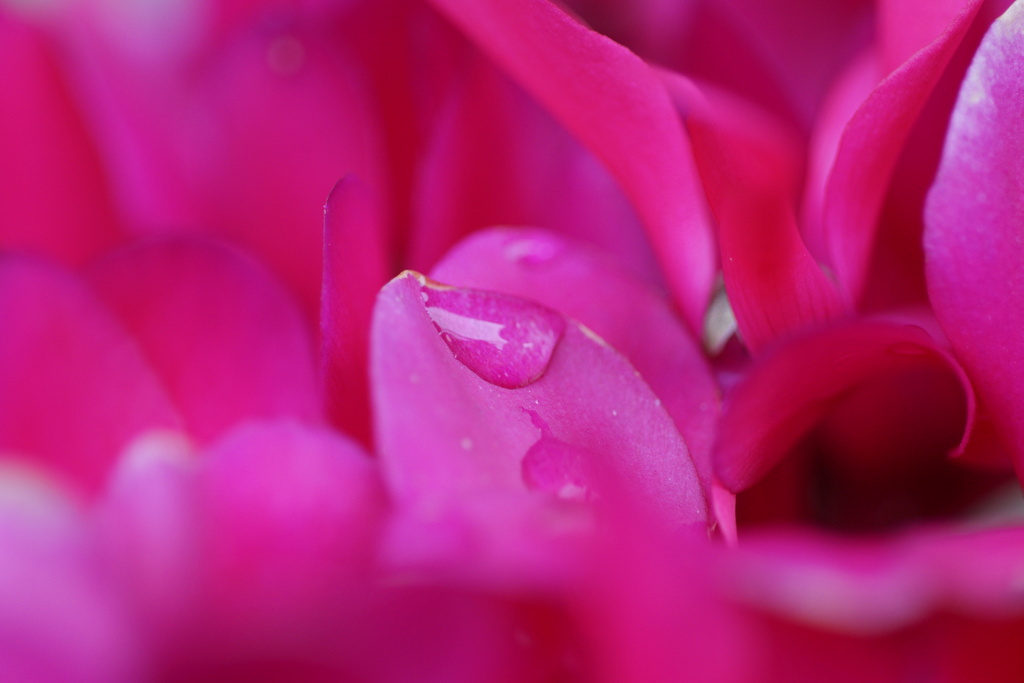 接写1　花びら