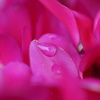 接写1　花びら
