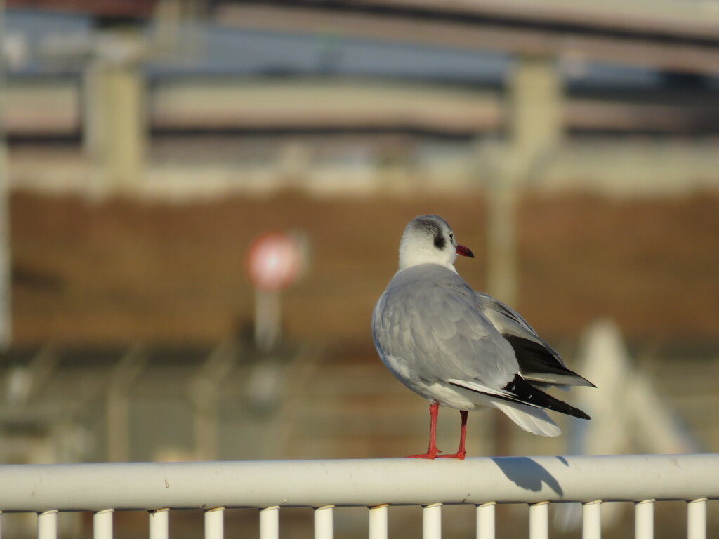 黄昏ている