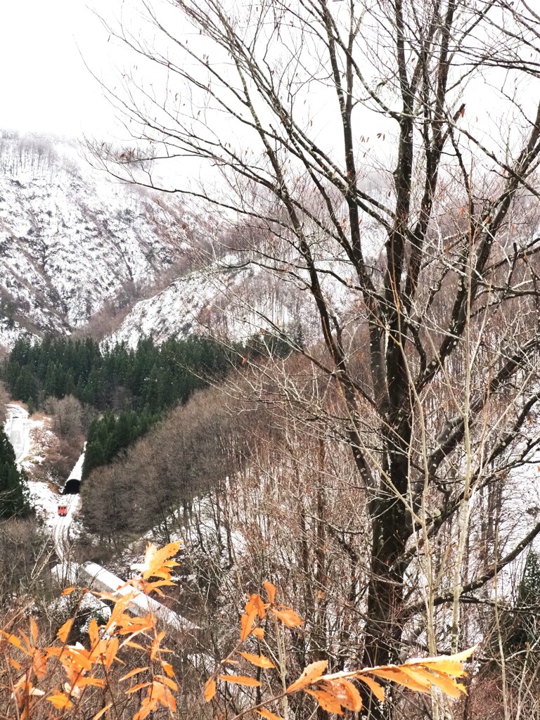 大白川林道より