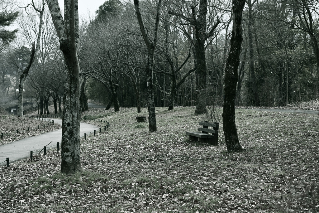 冬枯れのベンチ