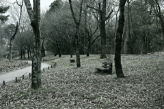 冬枯れのベンチ