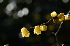 蝋梅の香り（１）