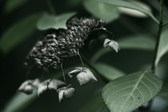 枯花