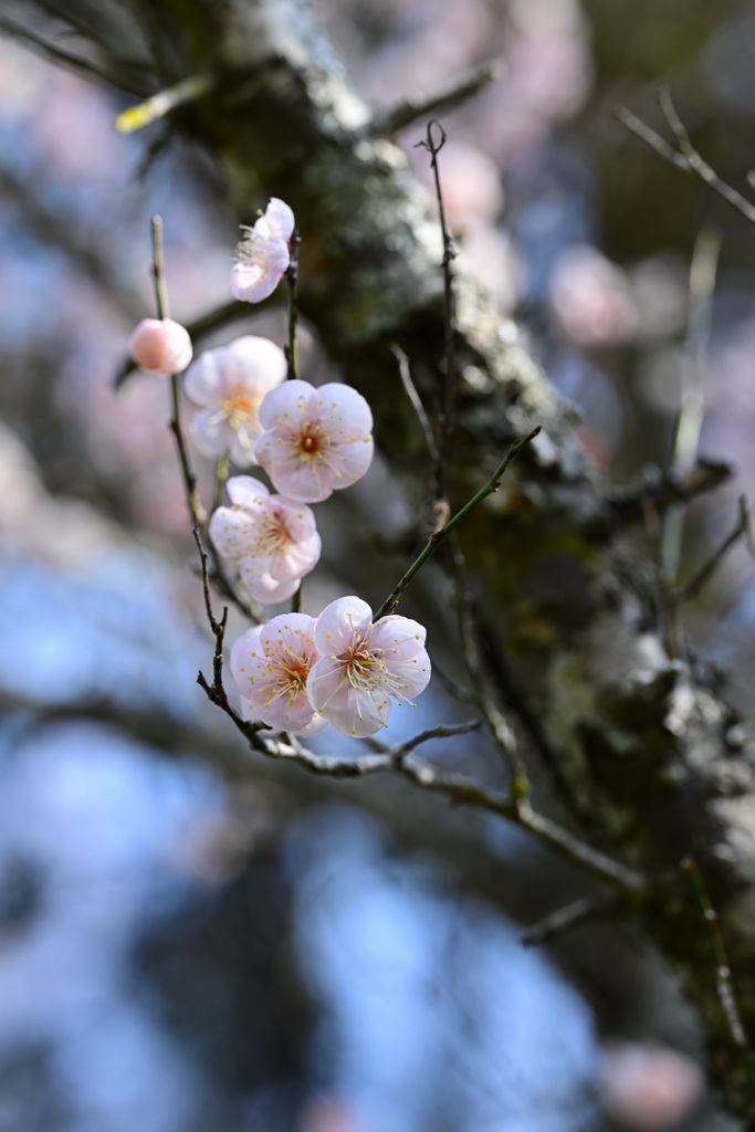 白梅が見頃