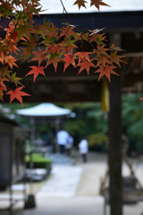 深紅