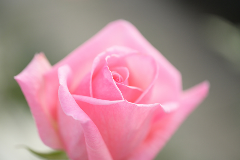 温室のバラ（１）