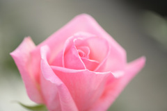 温室のバラ（１）