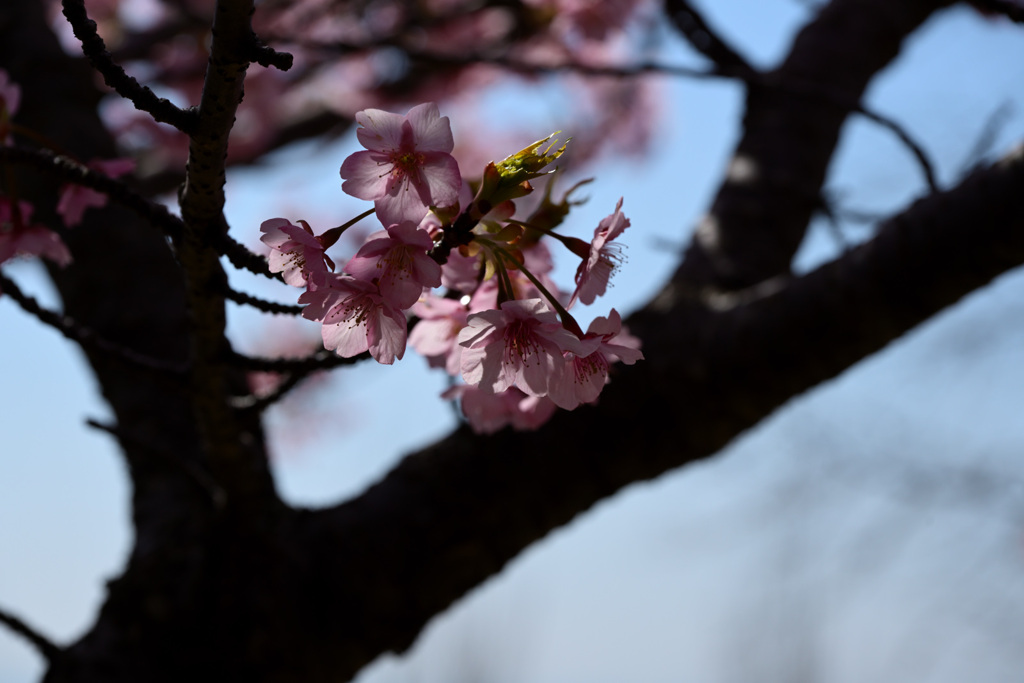 一足先に満開の桜