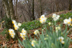 スイセン（１）