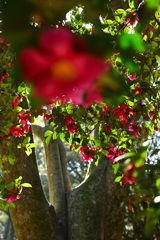 山茶花の小径（２）