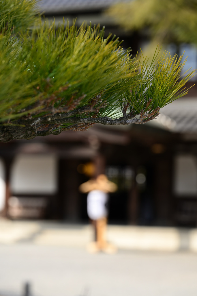 青々として