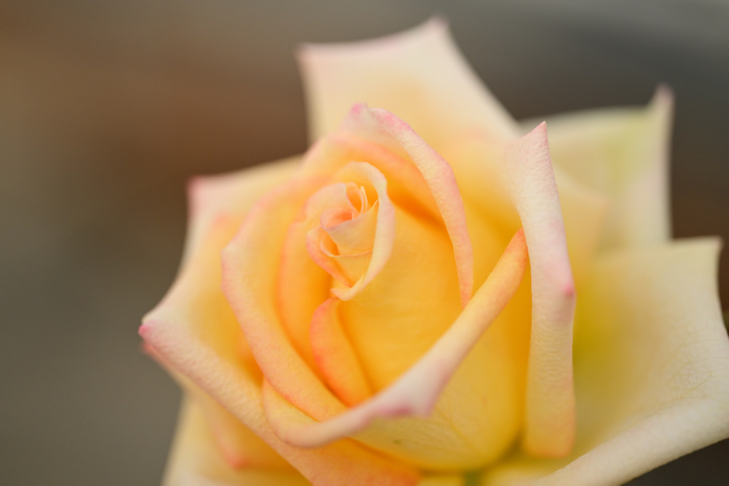 温室のバラ（２）