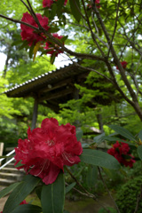 シャクナゲ（２）