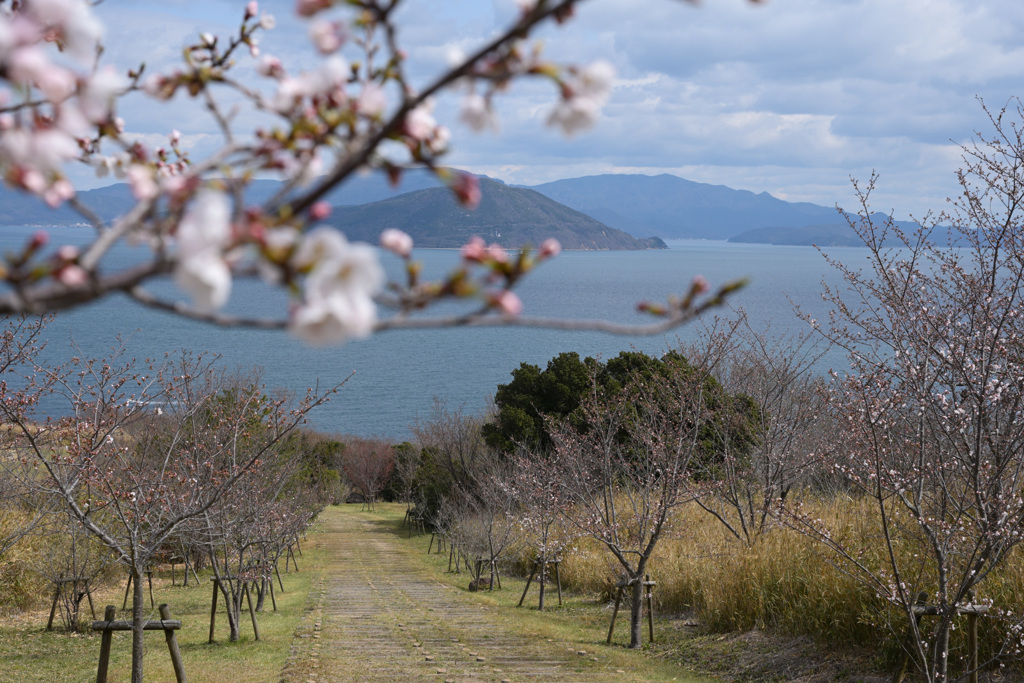 海・島・桜