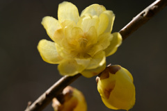 蝋梅の香り（２）