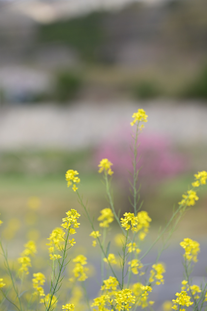 路傍の花