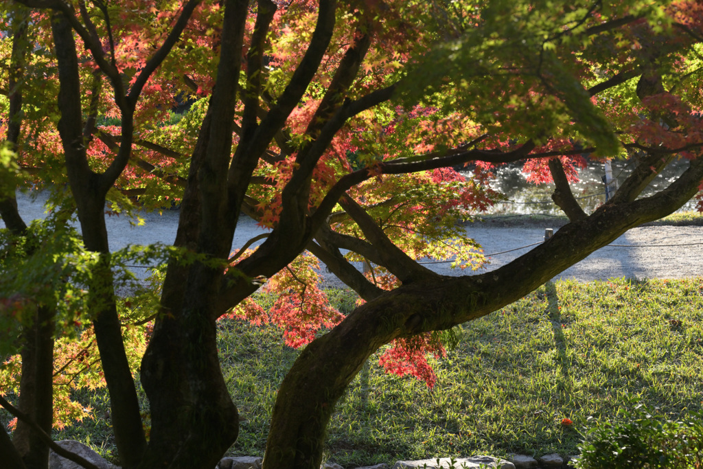 朝日を浴びて（１）