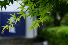 藍