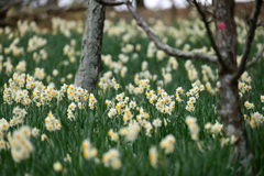 スイセン（２）