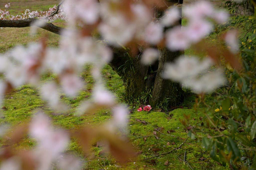 萌える