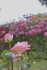 淡く