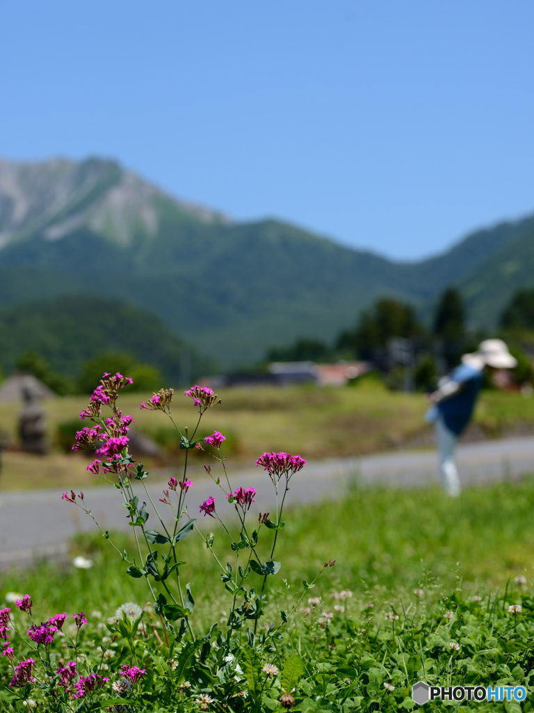 野辺に咲く