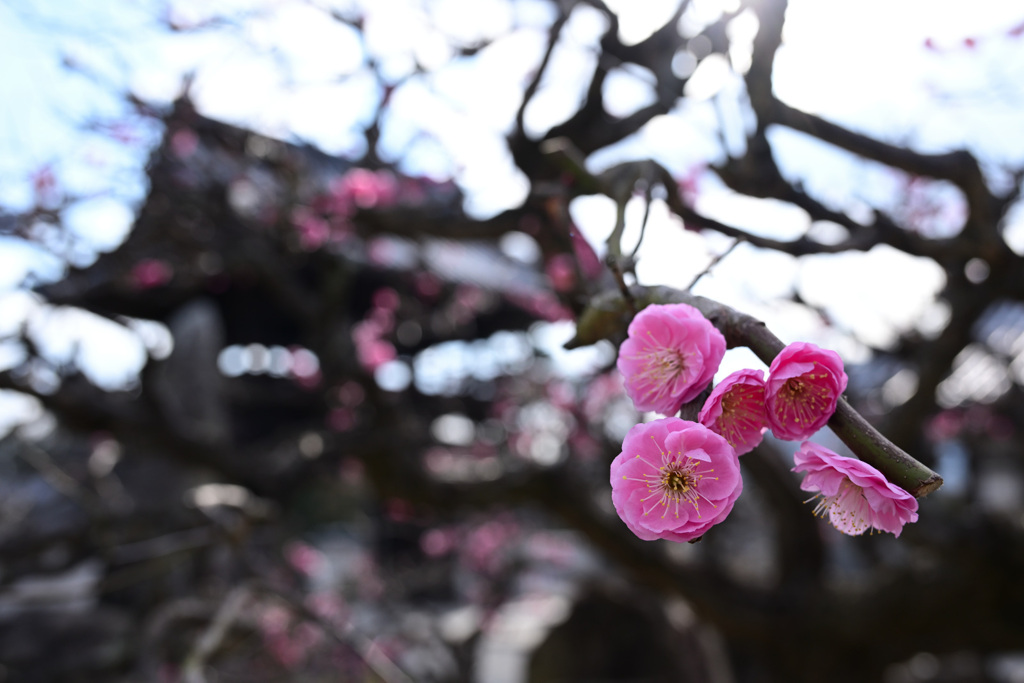 紅（3） by フリオ （ID：13388087） - 写真共有サイト:PHOTOHITO