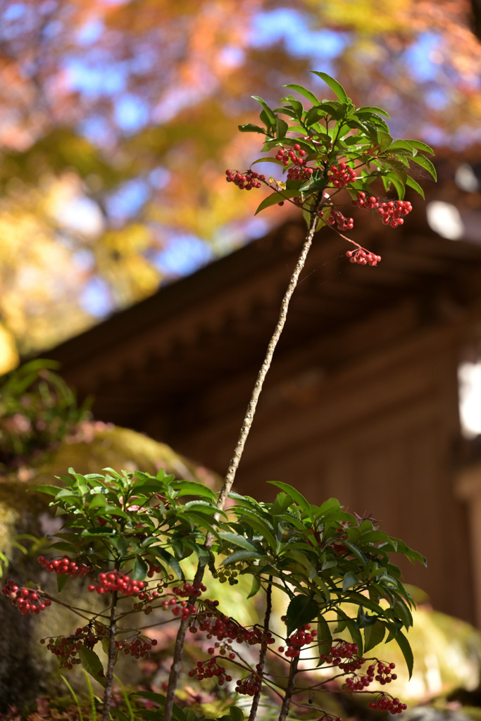 見上げてみれば