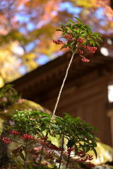 見上げてみれば