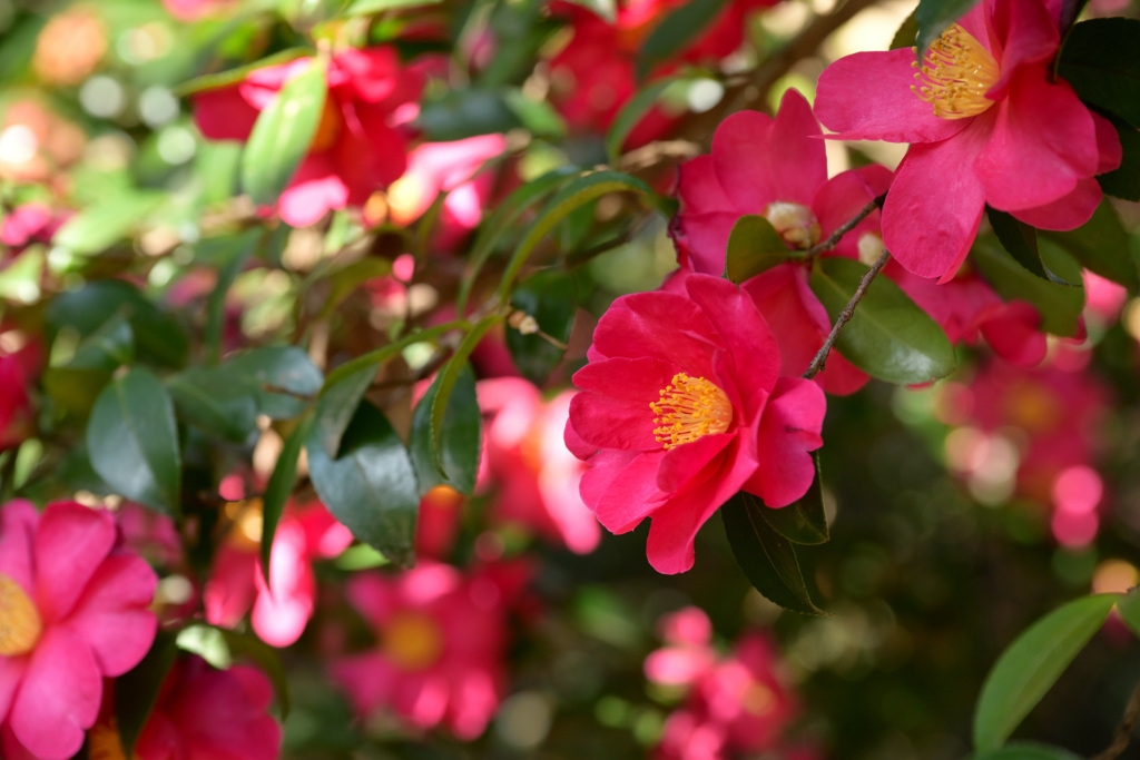 山茶花の小径（１）