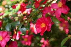 山茶花の小径（１）