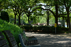 木陰の散歩道