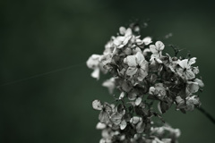 １０月の紫陽花