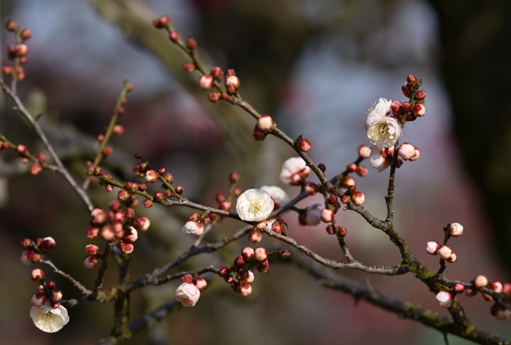 梅咲きはじめる