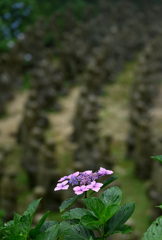 最後の紫陽花