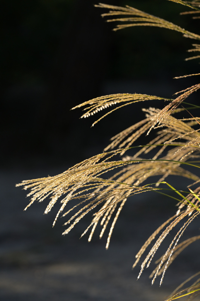 朝日を浴びて（２）