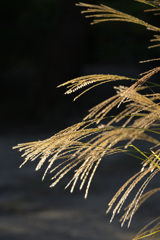 朝日を浴びて（２）