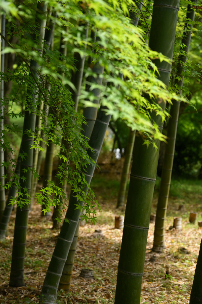 竹林