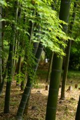 竹林