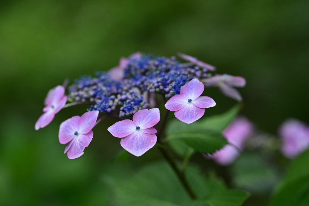 定番の紫陽花
