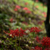 木陰にて