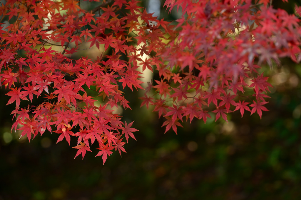 紅葉は見頃