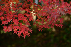 紅葉は見頃