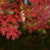 紅葉は見頃
